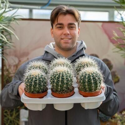 Echinocactus grusonii " Alba " - Cuscino della Suocera/Cactus - vaso Ø 12cm