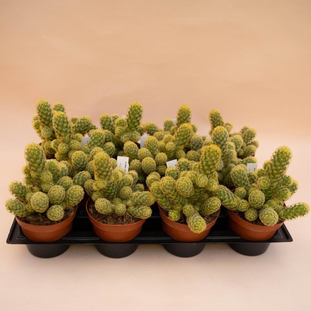 Mammillaria elongata &#39;Lemon&#39;, Cactus dito - vaso Ø14 cm