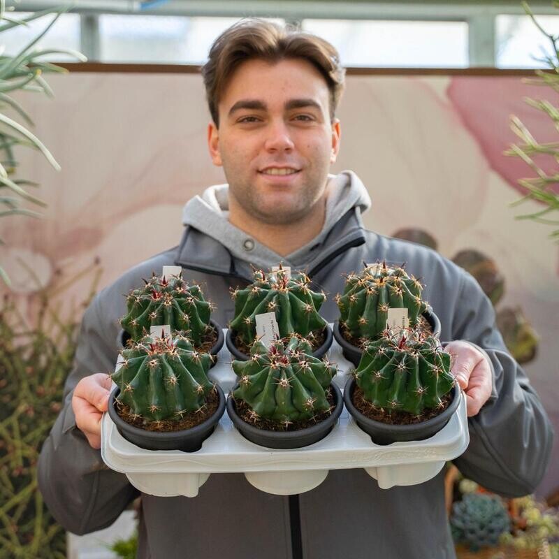 Ferocactus horridus var. brevispinus - vaso Ø14 cm