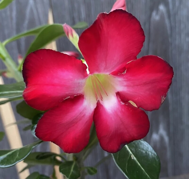 Adenium obesum &#39;Anouk&#39;, Adenium Rosa del Deserto - vaso Ø13 cm (fiore rosso stellato bianco)