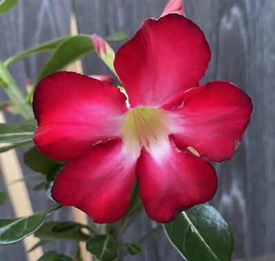 Adenium obesum 'Anouk', Adenium Rosa del Deserto - vaso Ø 13cm (fiore rosso stellato bianco)
