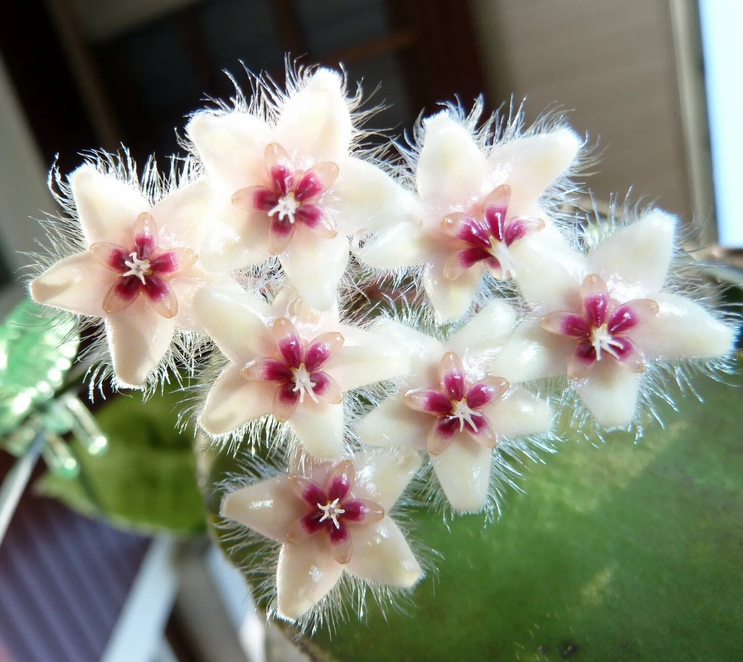 Hoya caudata, Fiore di Cera - vaso Ø10,5 cm