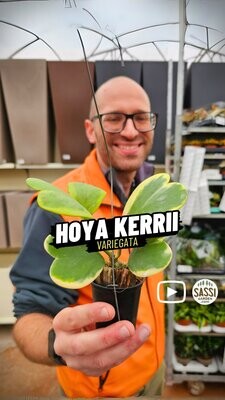 Hoya Kerrii Variegata, Albomarginata, Pianta del Cuore (3-4 foglie) - vaso Ø7 cm