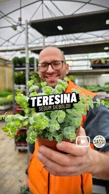Erba Teresina, Sedum Sieboldii Mediovariegata - vaso Ø10 cm