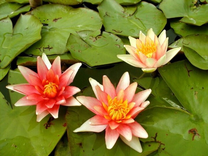 Nymphaea &quot; Sioux &quot; cestino 11 cm  Ninfea