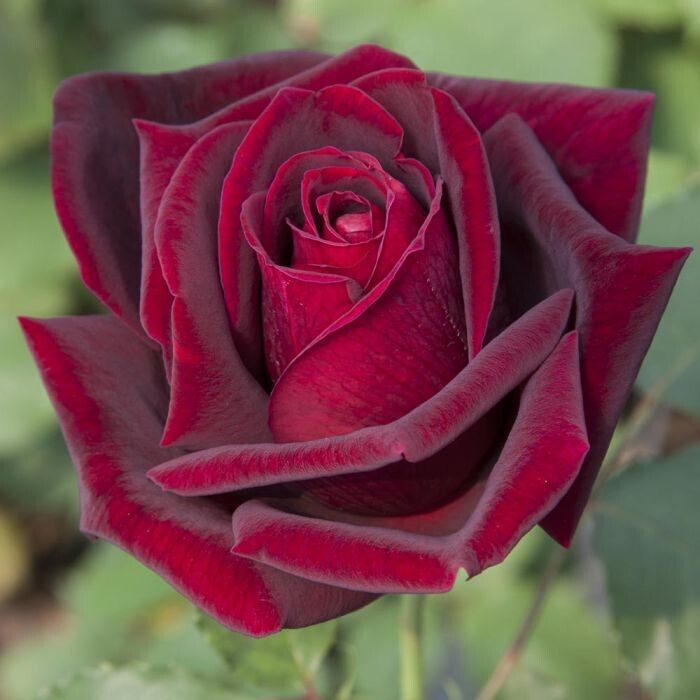 Rosa Grandi Fiori Rosa &#39;Papa Meilland&#39; ®, Rose - vaso Ø20x26 cm