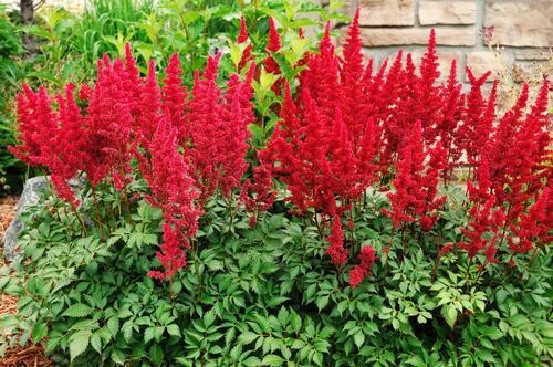 Astilbe Japonica &#39;Burgundy red&#39; - vaso Ø21 cm