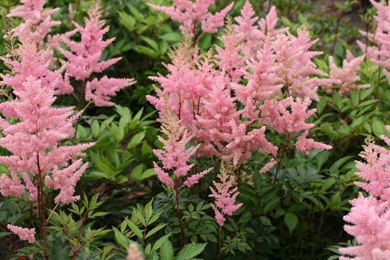 Astilbe Japonica 'Elizabet Bloom' - vaso Ø21 cm