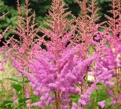 Astilbe Japonica &#39; Amethyst &#39; - vaso Ø21 cm