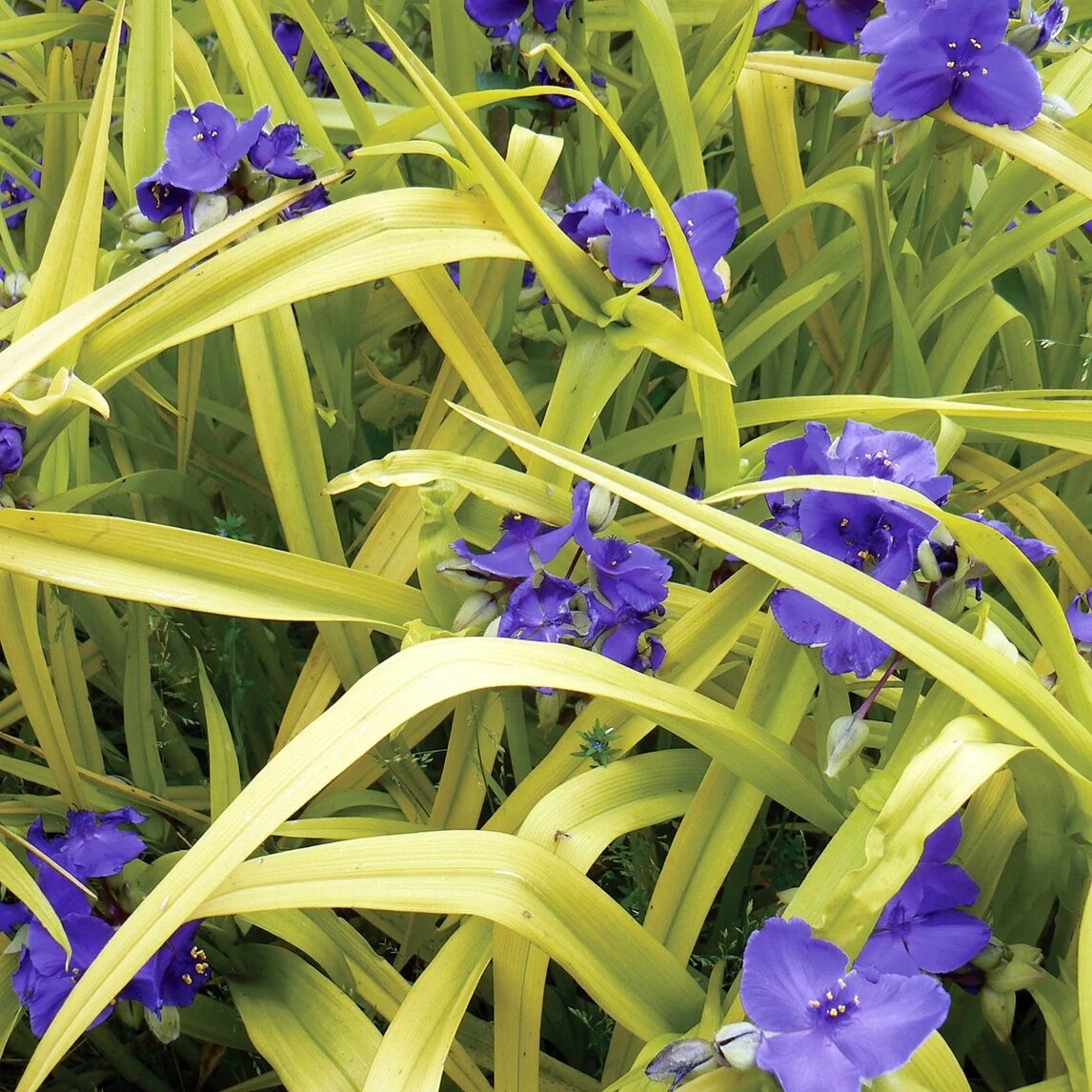 Tradescanthia Andersoniana &#39;Sweet kate&#39; - vaso Ø17 cm