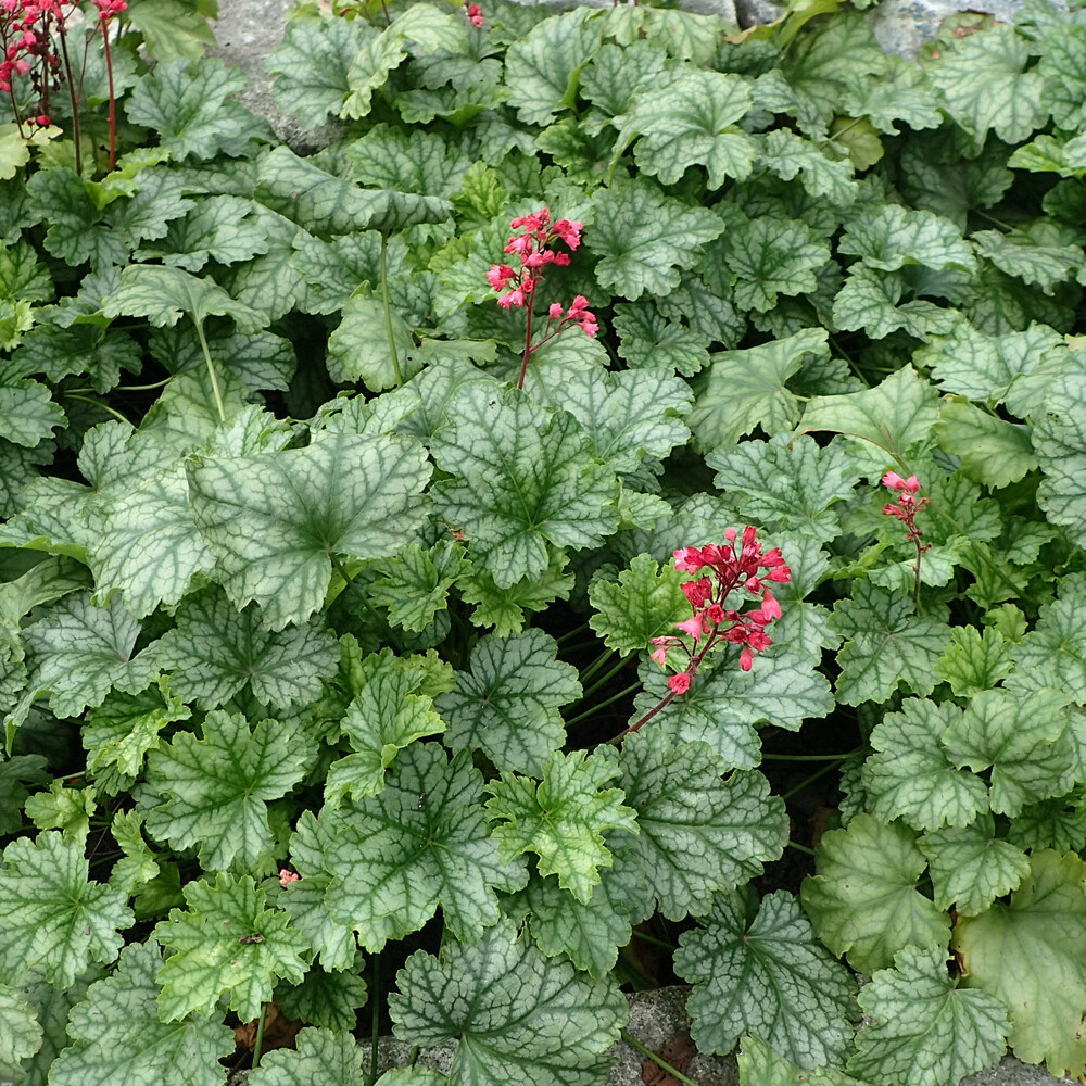 Heuchera americana &quot; Dale&#39;s strain&quot; vaso 18