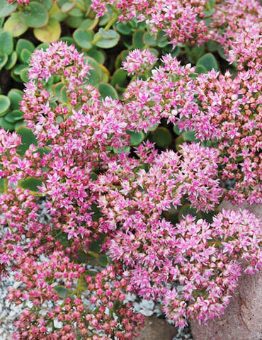 Sedum &#39;Lime Zinger&#39; - vaso Ø17 cm