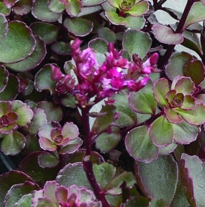 Sedum spurium &#39;Purple Winter&#39; - vaso Ø14 cm