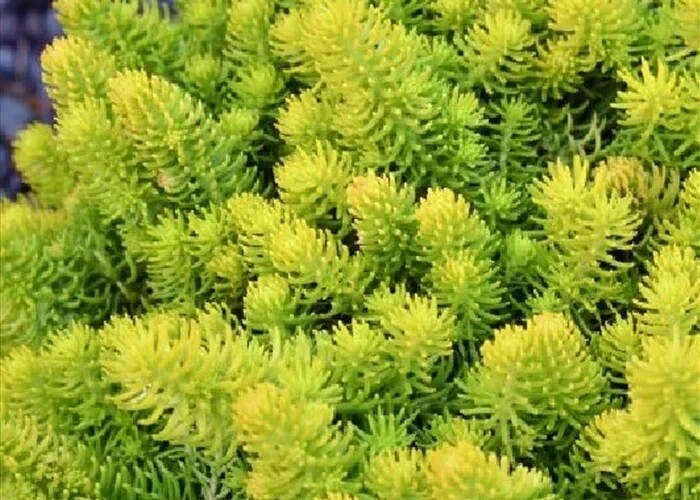 Sedum sediforme gold - vaso Ø14 cm