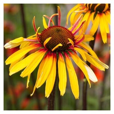 Echinacea purpurea &#39;Funky Yellow&#39; - vaso 17