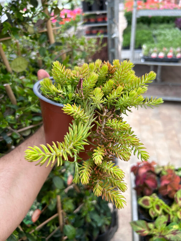 Sedum sediforme gold - vaso Ø14 cm
