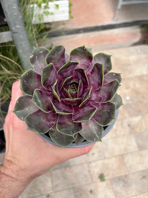 Sempervivum " Purple Quartz " vaso 14