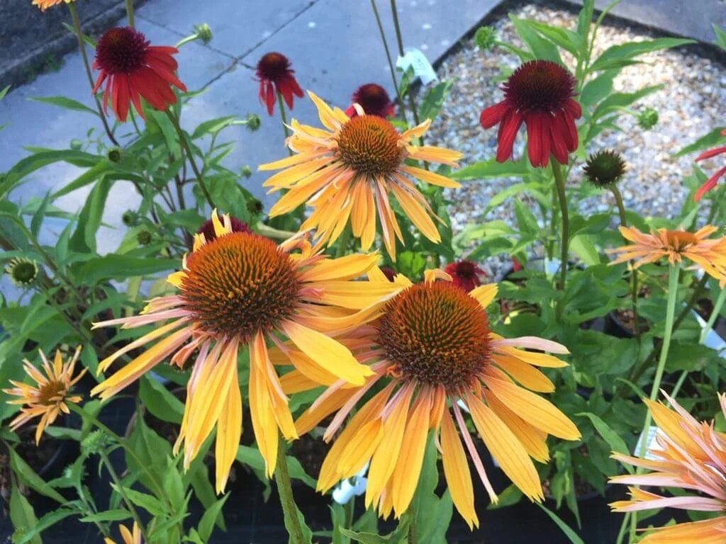 Echinacea purpurea &#39;Big Kahuna&#39; - vaso 17