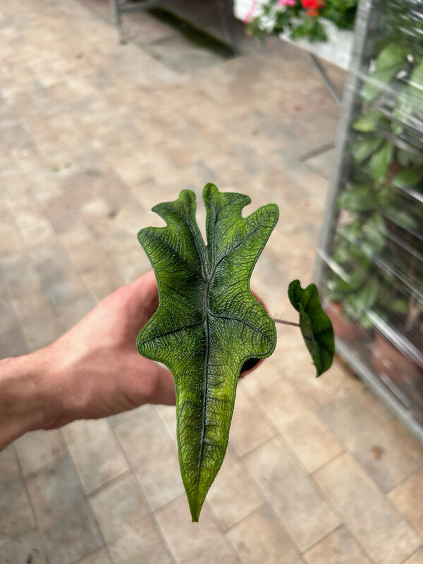 Alocasia &#39;Jacklyn&#39; - vaso Ø6 cm