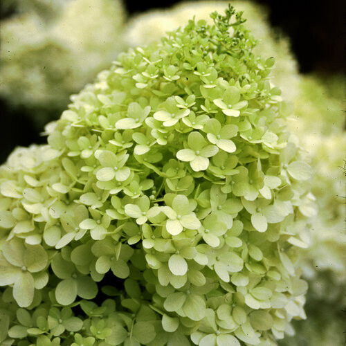 Ortensia Paniculata - Hydrangea paniculata &#39;Limelight&#39; - vaso Ø19 cm