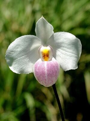 Paphiopedilum delenatii , Orchidea, Scarpetta di Venere - vaso Ø9 cm