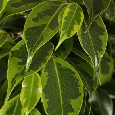 Ficus benjamina &#39;Regidan&#39;, Ficus Benjamin - vaso Ø17 cm