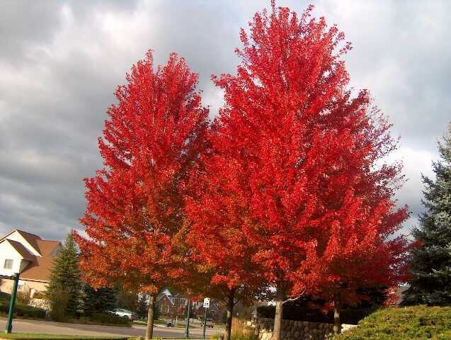 Acero, Acer x freemanii &#39;Autumn Blaze&#39; rubrum - vaso 1 litro, h 40 cm