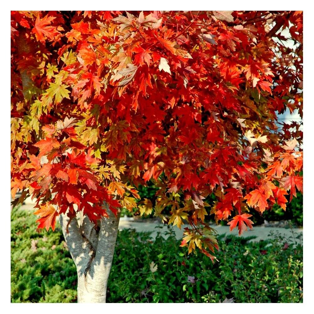Semi Di Acero Rosso (Acer Rubrum) - 20 Semi, Crescita Veloce, Colore Autunnale Rosso Fuoco, Per Giardino - Foto 9