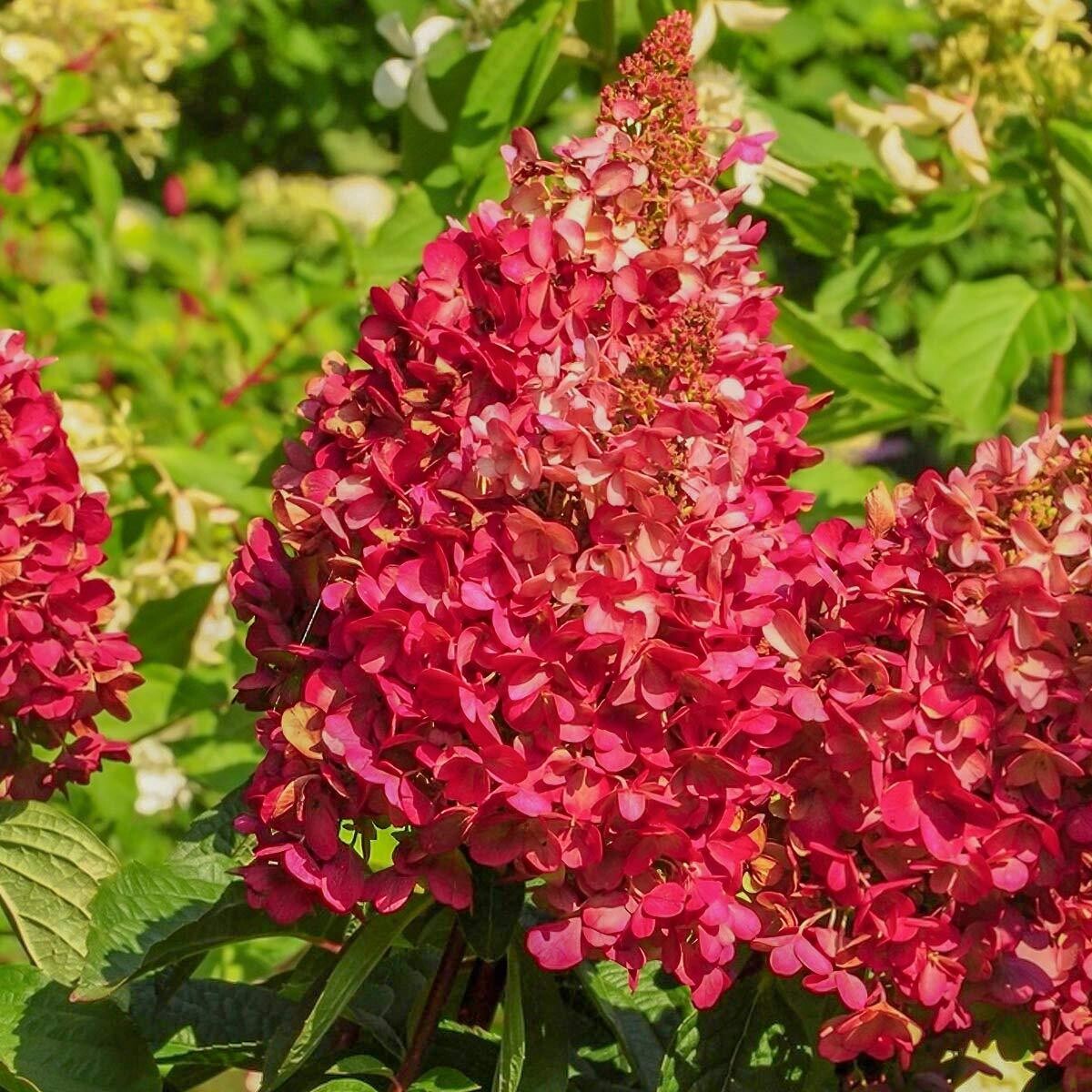 Ortensia Paniculata - Hydrangea paniculata &#39;Wim’s Red&#39; - vaso Ø17 cm