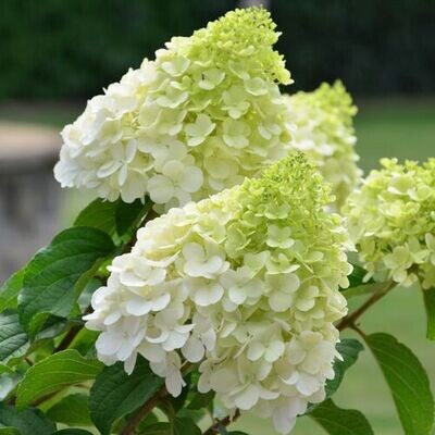 Ortensia Paniculata - Hydrangea paniculata &#39;Polar Bear&#39; - vaso Ø19 cm