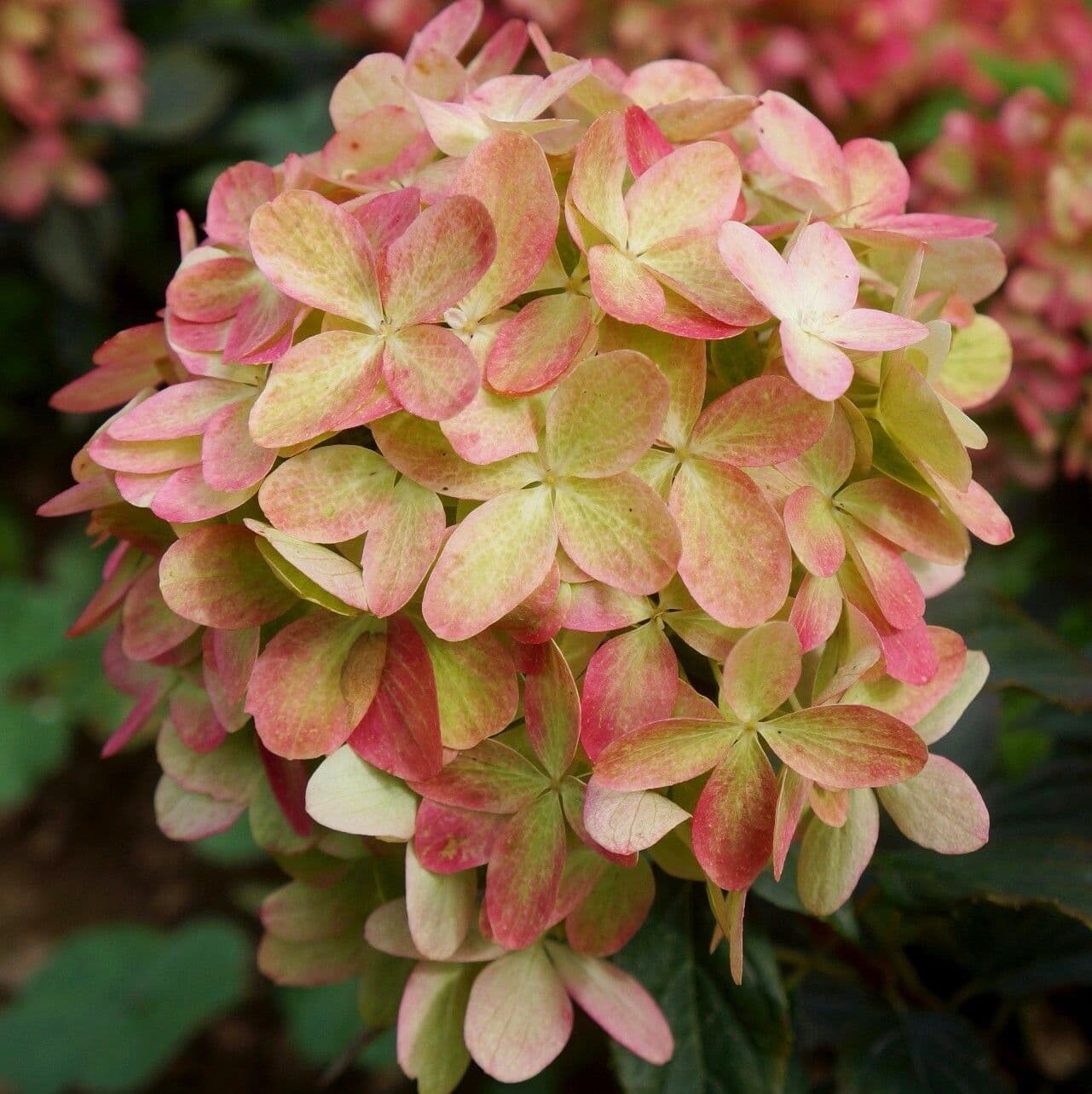 Ortensia Paniculata - Hydrangea paniculata &#39; Graffiti &#39; - vaso Ø19 cm