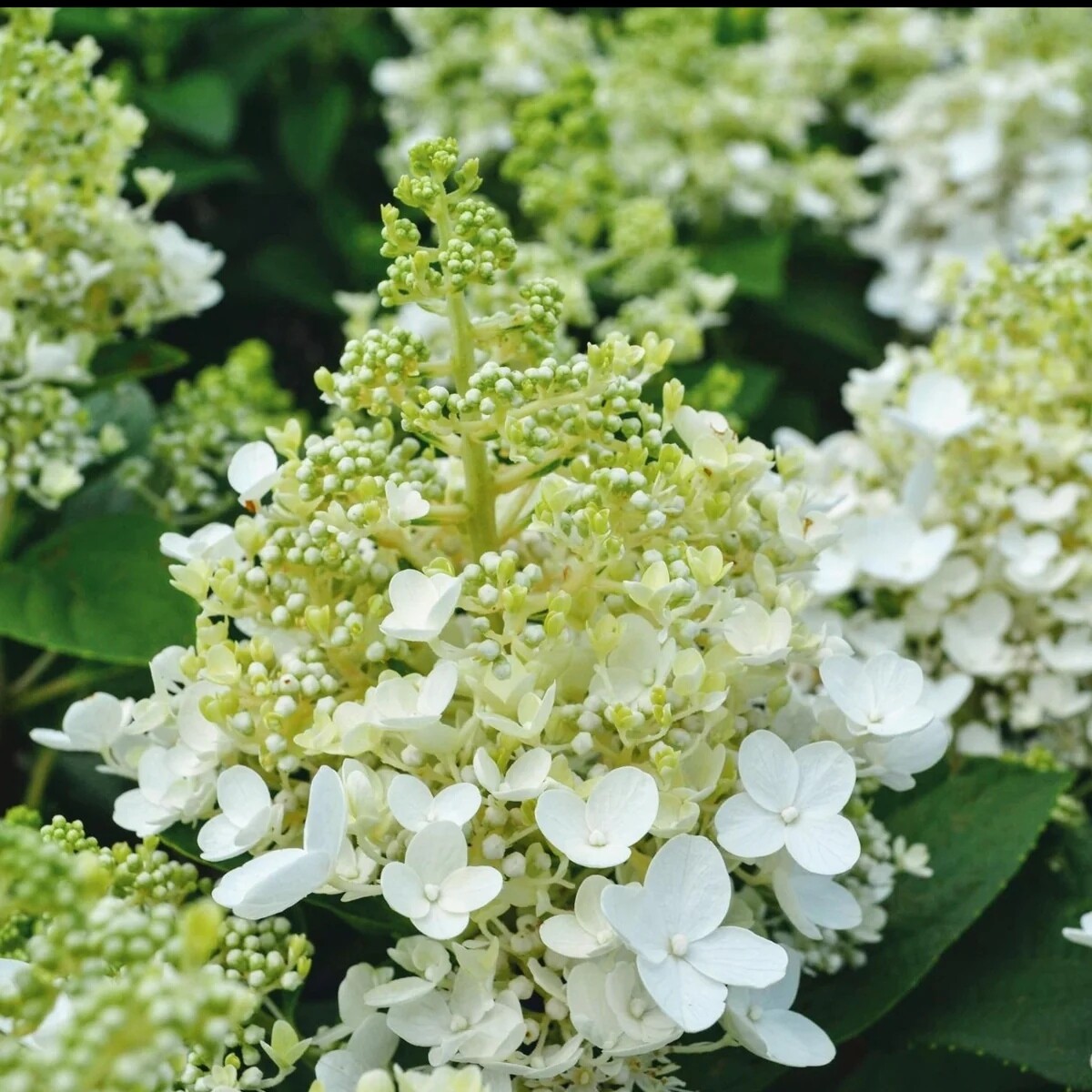 Ortensia Paniculata - Hydrangea paniculata &#39; Baby lace &#39; - vaso Ø17 cm