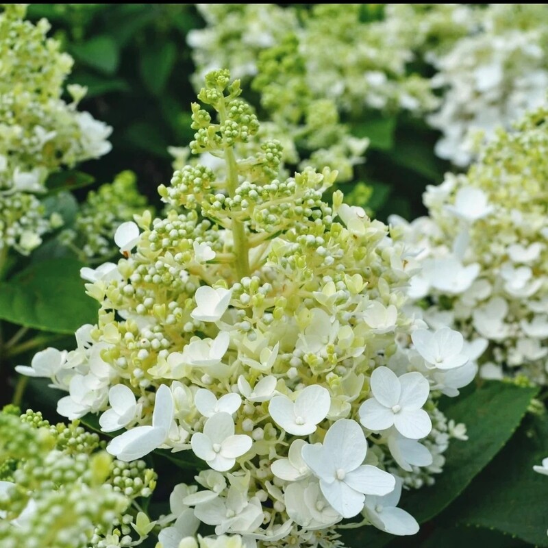 Ortensia Paniculata - Hydrangea paniculata &#39; Baby lace &#39; - vaso Ø17 cm