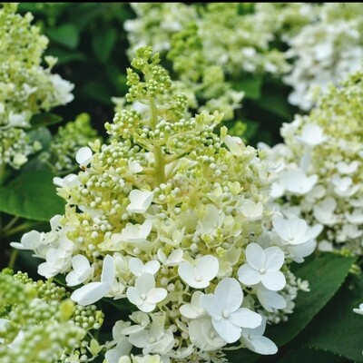 Ortensia Paniculata - Hydrangea paniculata &#39; Baby lace &#39; - vaso Ø17 cm