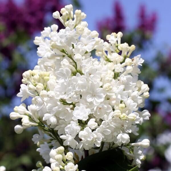 Serenella, Syringa vulgaris &#39;Agnes Smith&#39;, Lillà comune - vaso Ø24 cm