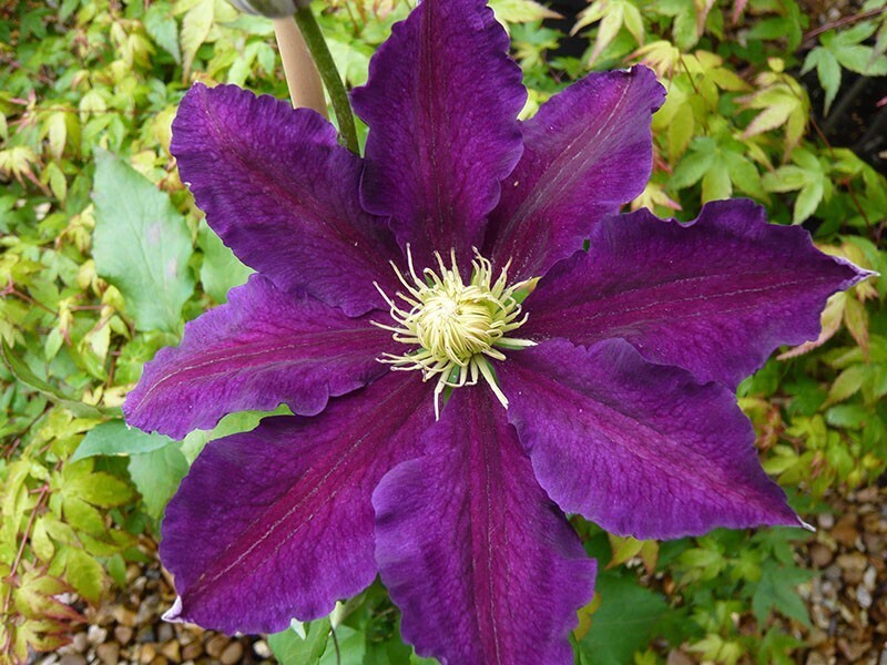 Clematis &#39;The Vagabond&#39;, Clematide - vaso Ø12 cm, h 50/60 cm