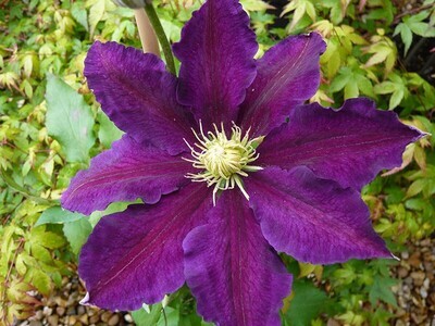 Clematis &#39;The Vagabond&#39;, Clematide - vaso Ø12 cm, h 50/60 cm