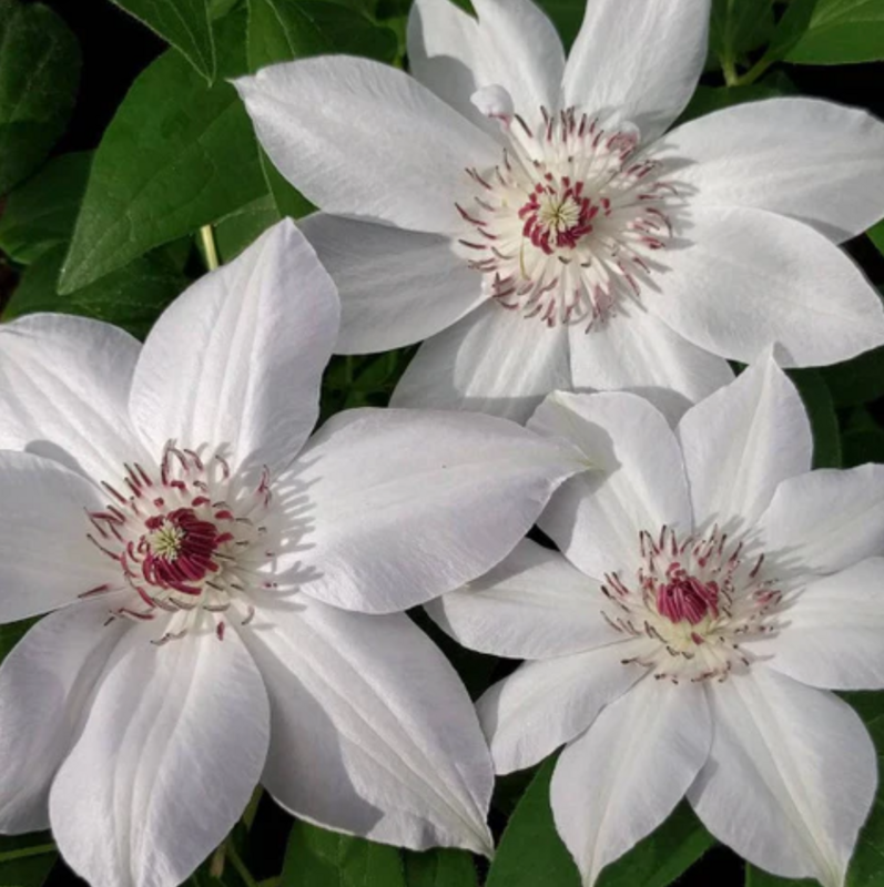 Clematis &#39; Bateman &#39;, Clematide - vaso Ø15 cm, h 50/60 cm