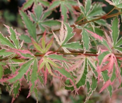 Acer palmatum &#39;Butterfly&#39; - Acero giapponese &#39;Butterfly&#39; - vaso Ø15 h 40