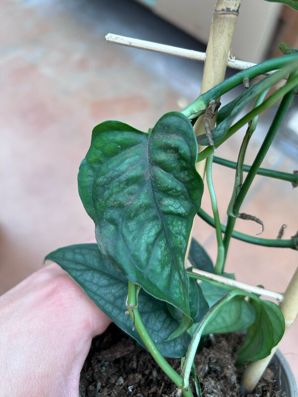 Monstera siltepecana - vaso Ø12 con tutore