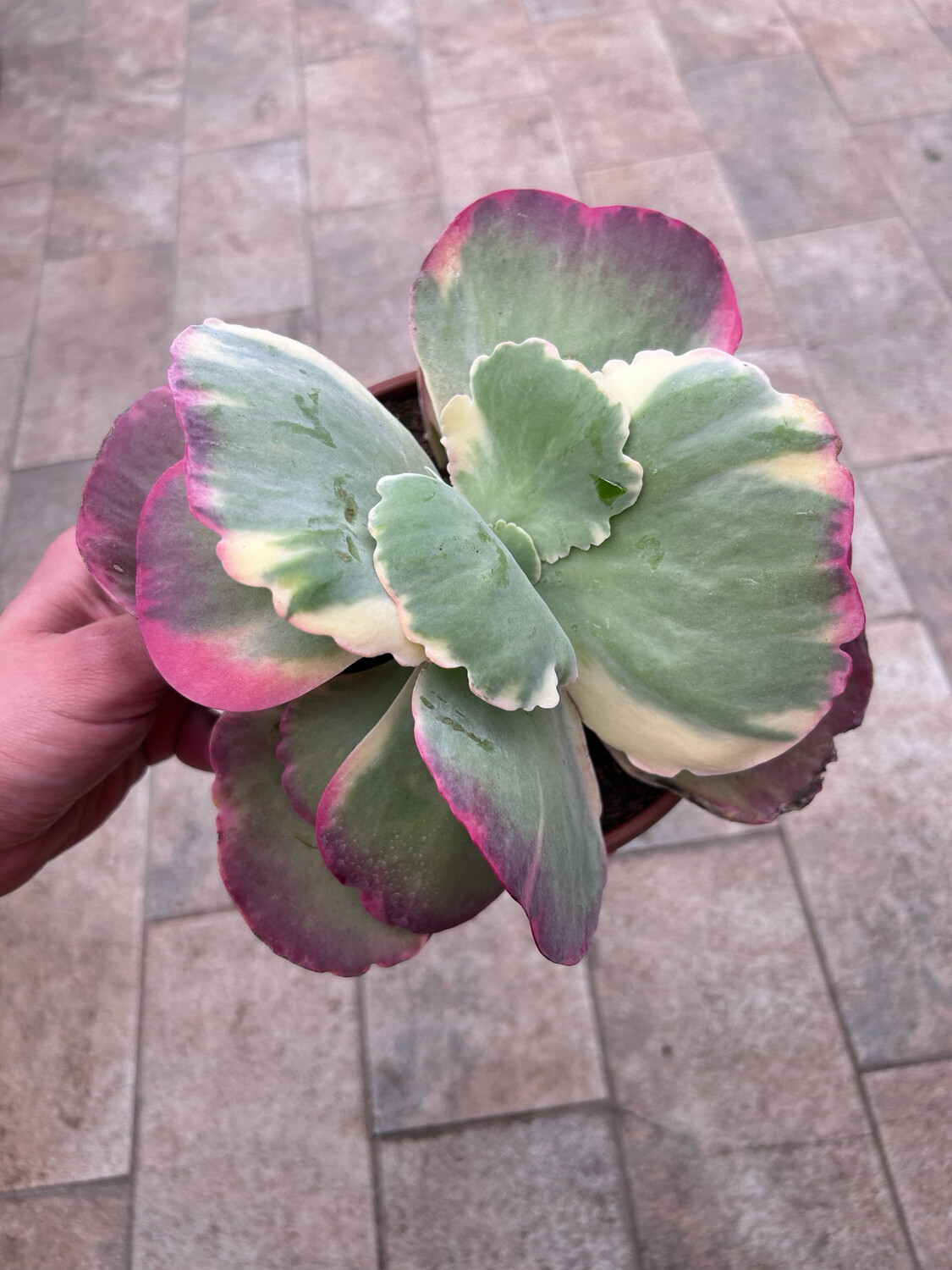 Kalanchoe thyrsiflora variegata - vaso Ø17 cm