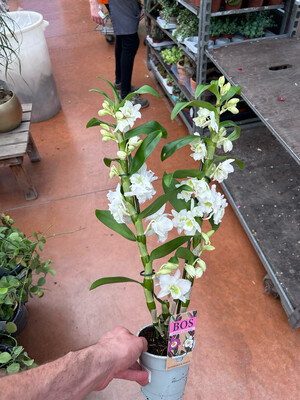 Dendrobium Nobilis vaso Ø 12cm, H 65cm
