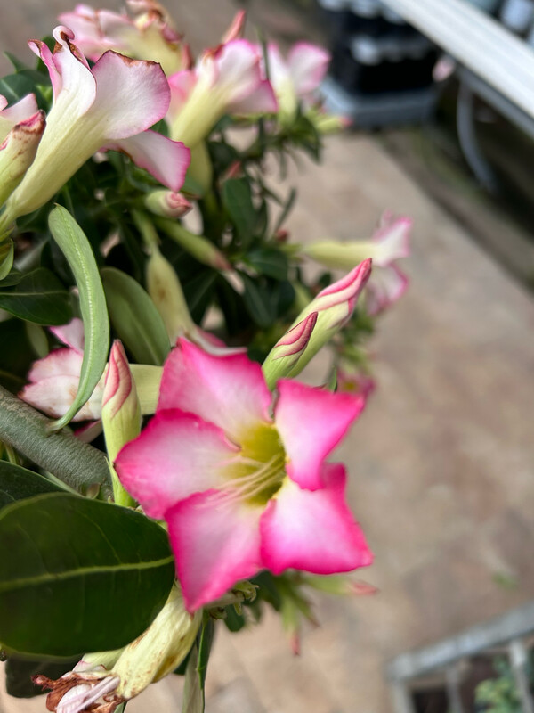 Adenium obesum &#39;Pink Star&#39;, Adenium Rosa del Deserto - vaso Ø13 cm (fiore rosa stellato bianco)