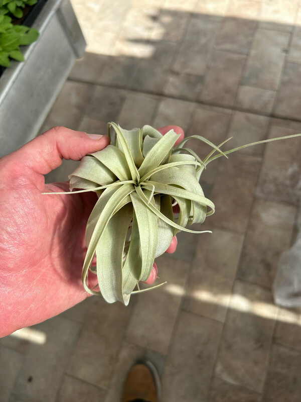 Tillandsia xerographica Piccole