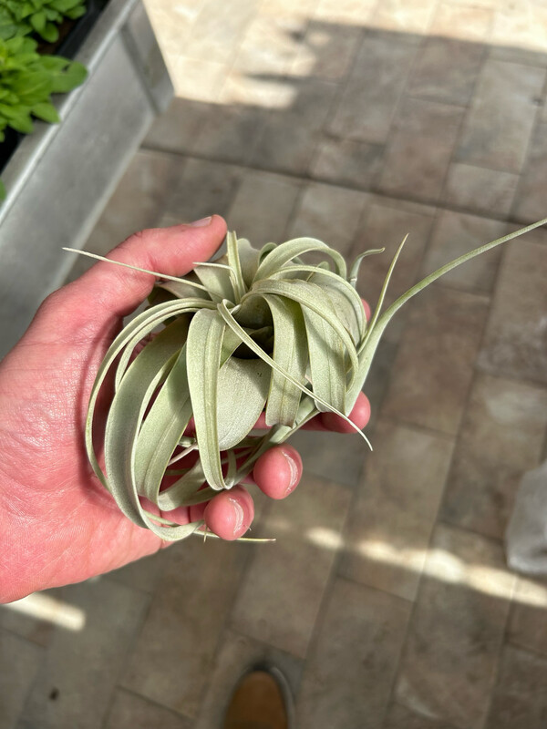 Tillandsia xerographica Piccole