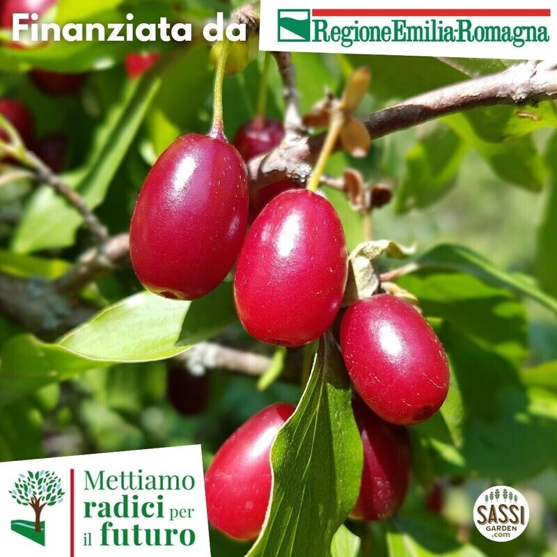 SCD - Cornus mas, Corniolo - ARBUSTO in vaso forestale h 30/40 SCD - Cornus mas, Corniolo - ARBUSTO in vaso forestale h 30/40