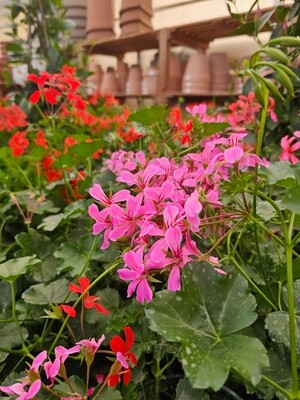 Geranio Parigino, Gerani Parigini, Pelargonium spp - vaso Ø14 cm Geranio Parigino, Gerani Parigini, Pelargonium spp - vaso Ø14 cm