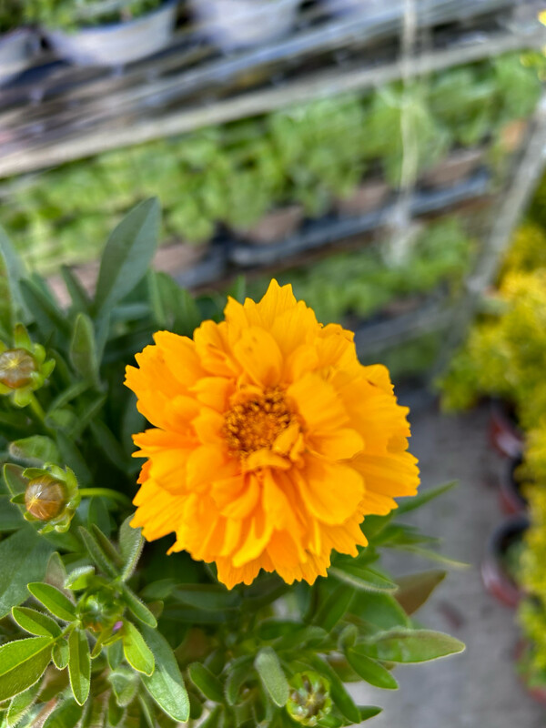 Coreopsis grandiflora - vaso Ø18