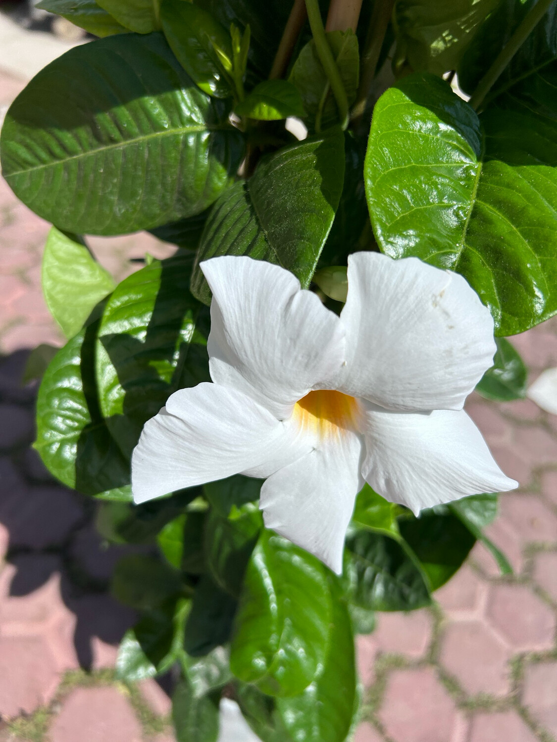 Mandevillea Cosmos, Mandevilla, Fiore Bianco - vaso Ø19 cm, h 90 cm, 3 canne