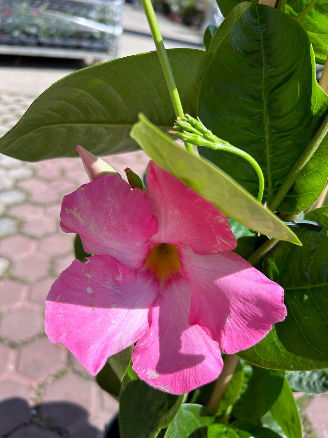 Mandevillea Cosmos, Mandevilla, Fiore Rosa- vaso Ø19 cm, h 90 cm, 3 canne